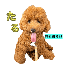 taru_20240615213843