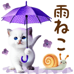 rainy season with  White cat