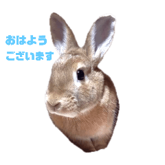 rabbit tanpopo2