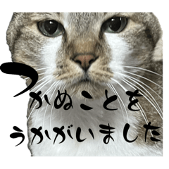 Yuzu and Kabosu are cats.