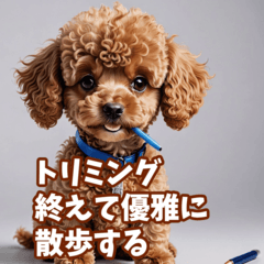 Toy Poodle Haiku