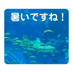 chat_20240615212835