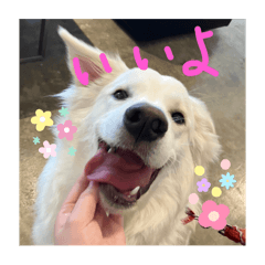 UowoU dog