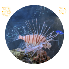 Criaturas misteriosas de peixes tropicai