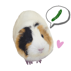 my cute guinea pig1 tomoooomi