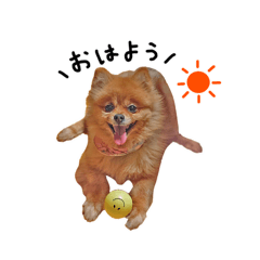 MYdogscats