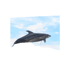 台灣常用問候語：水族館，海洋的藝術世界
