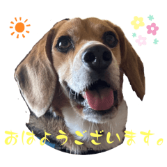 Happy the naughty dog (Japanese)