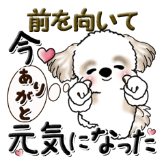 Shih Tzu dog (Bright and energetic)
