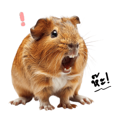Guinea Pig : Cavy or Gasby