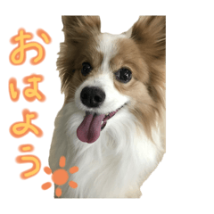 PapillonGENKI_20240617222116