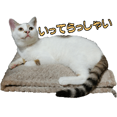 Our Life with Calico Cat Vanilla