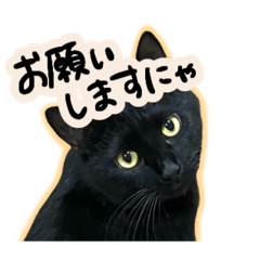 黒猫ニケちゃん2