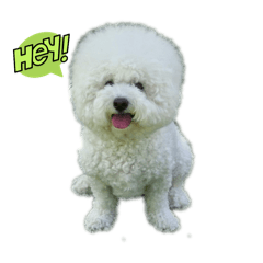 White dog Bichon
