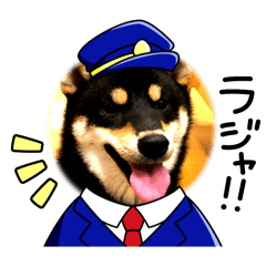 K10_ Black Shiba Inu