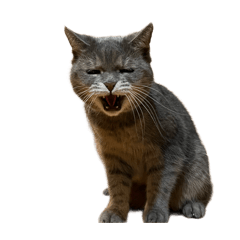 Tiga_20240618194643