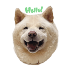 多多狗（1.0）