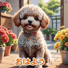 Toy Poodle Daily Life45