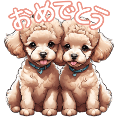 "Extremely adorable Toy Poodle"