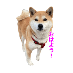 NaNO3_20240619010140
