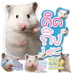 Yuzu Hamster Kvt V2