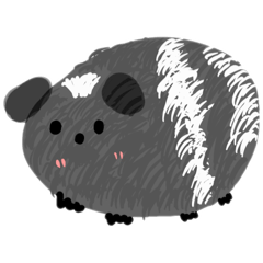Guinea pig murmur