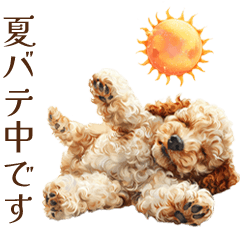 Toy Poodles In Summer