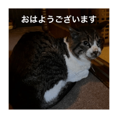 utsunomiya231_20240619193842 – Stickers LINE | LINE STORE