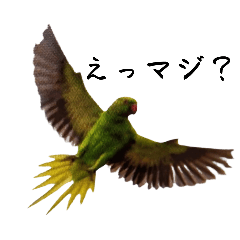 鳥（鴨多めカモ）