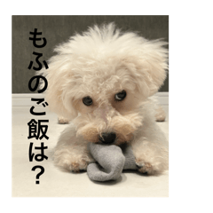 daily mofumaru dog