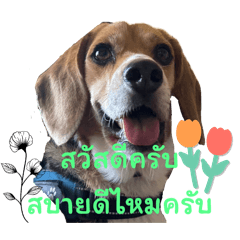 Happy the naughty dog (Thai)