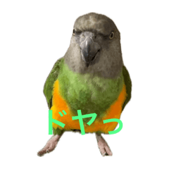 天才バティスタ　今日も元気だ