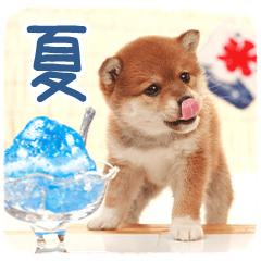 わくわく♪夏の柴犬だワン！