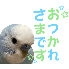 セキセイインコのスタンプ（スカイブルー）