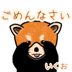Ikuo's lesser panda