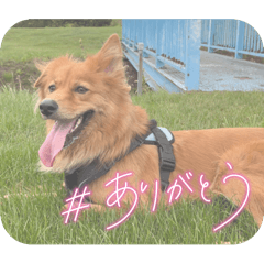 Kichi no stamps