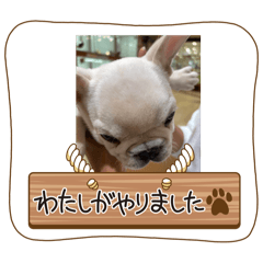 YAYOI_20240621112006