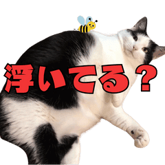 Fat cat Tokimaru's moving sticker