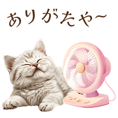 Cute Kittens | Cats | Summer