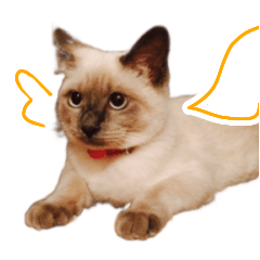 Brown tabby cat and Siamese cat Sticker