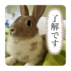 Rabbit_Rabbit_lovely