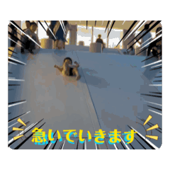 mitohic_20240623033900