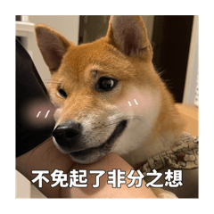 柴犬本柴微日常