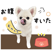 pomeranian Popo's sticker