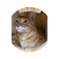 Moving orange cat 2