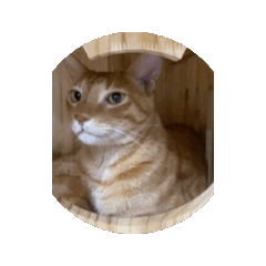 Moving orange cat