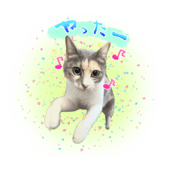 chocomint_20240622235204
