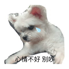 狗amy