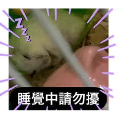 鼠鼠日記S