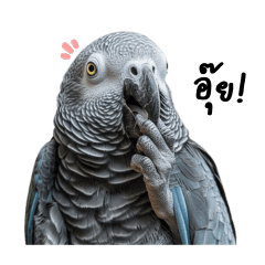 Chatty African Grey